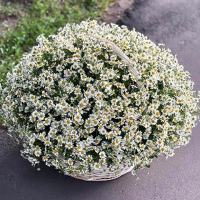 Композиция в корзине из 151 ромашки в Воскресенске