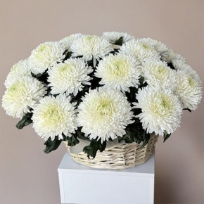 Композиция в корзине из 25 хризантем Магнум в Воскресенске