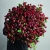 Монобукет из 75 кустовых роз Марун (70 см) в Воскресенске