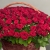 Композиция в корзине из 151 красной розы в Воскресенске Композиция в корзине из 151 красной розы в Воскресенске