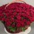 Композиция в корзине из 151 красной розы в Воскресенске Композиция в корзине из 151 красной розы в Воскресенске