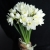 Букет из 25 нарциссов в Воскресенске Букет из 25 нарциссов в Воскресенске